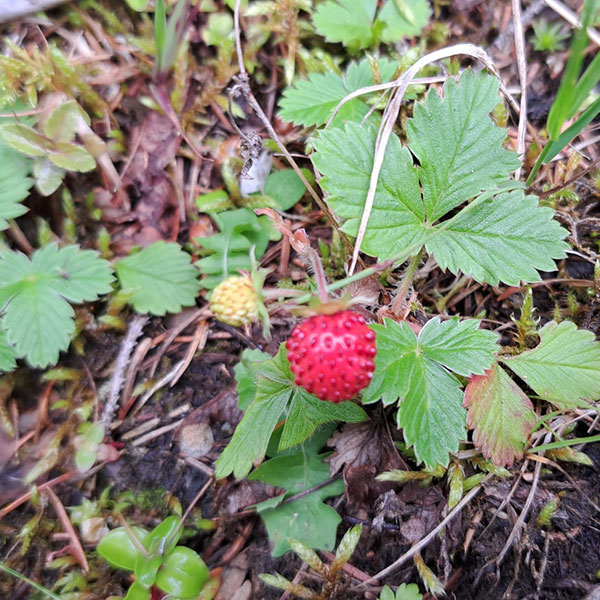 Wandertage Filmoos 2024