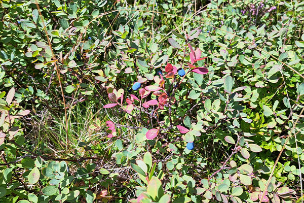 Blaubeeren am Strauch ·  Wandertage Filmoos 2025
